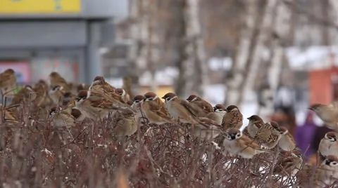 A flock of sparrows sitting on a bush. Winter Stock-Footage 49109566
