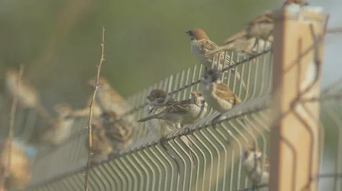 Flock of sparrows sitting on a fence Stock Footage 56182861