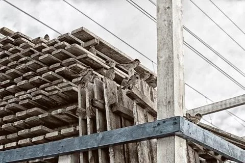 A flock of sparrows sitting on pallets against the sky grunge style Stock Photos