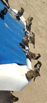 A flock of sparrows is sitting on a sunbed. Protaras. Ayia Napa. Cyprus. Foto stock