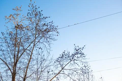 A flock of sparrows on tree branches without leaves. Trees with birds on Stock Photos