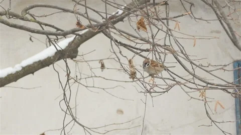A flock of sparrows in winter are sitting on a tree. Snow on the branches of Stock Footage 119909536