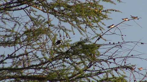 Flock of splendid swallow birds on pine branches in summer sunset Stock Footage 31774330