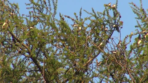 Flock of splendid swallows birds on pine branches in summer sunset Stock Footage 28498688