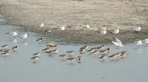 Flock of spotted redshanks on the shore Stock Footage 12053058