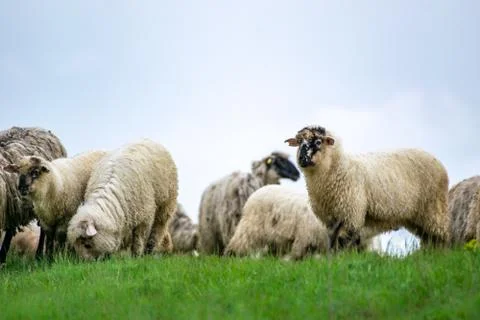 Flock of Staring Sheep Stock Photos