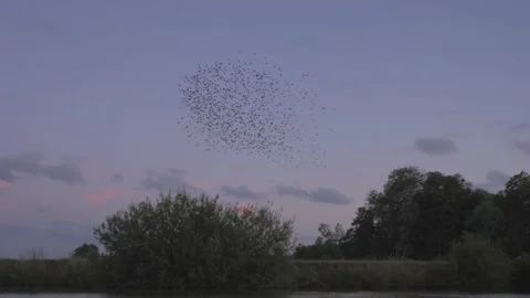 Flock of starling bird, murmuration Stock Footage 234914660