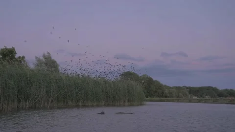 Flock of starling bird, murmuration Stock Footage 234914816