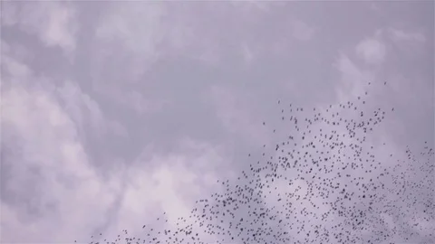 Flock of starlings dance in the winter sky, forming abstract shapes Stock Footage