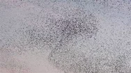 Flock Of Starlings Dance In The Winter Sky, Forming Abstract Shapes Stock Footage