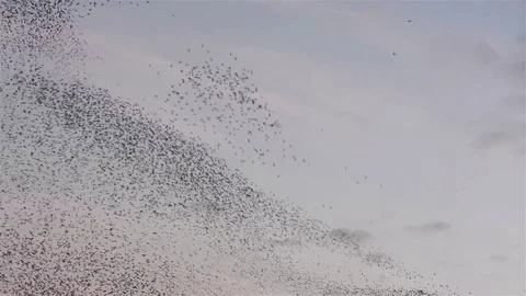Flock of starlings dance in the winter sky, forming abstract shapes Stock Footage 80755524