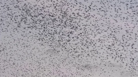 Flock of starlings dance in the winter sky, forming abstract shapes Stock Footage
