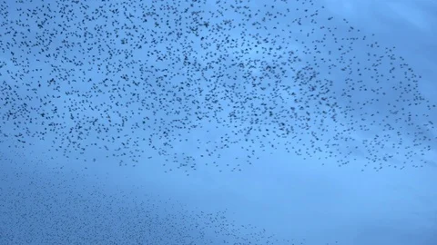 Flock of starlings dance in the winter sky, forming abstract shapes. Footage Stock Footage 114744094
