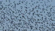 Flock Of Starlings In Flight. Birds Flying Together In The Sky. Slow Motion Stock Footage