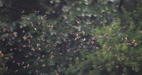 A flock of starlings in flight, close-up, 4K slomo Video stock 196209692