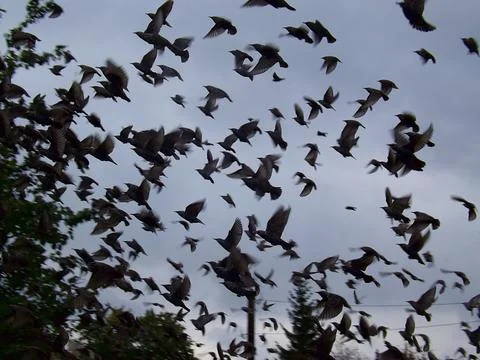 A flock of starlings in flight in the fall. Foto stock