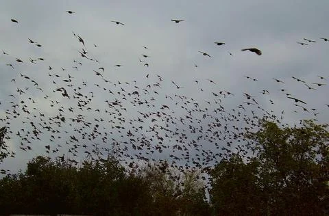 A flock of starlings in flight in the fall. Stock Photos