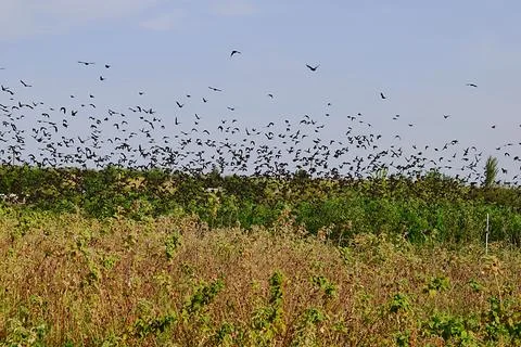 A flock of starlings in flight in the fall. Foto stock