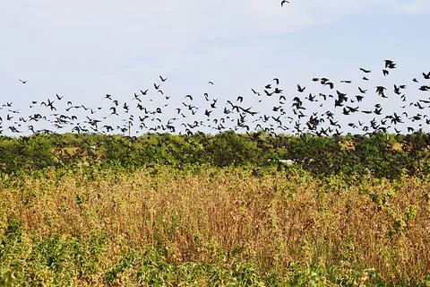 A flock of starlings in flight in the fall. Фото