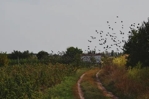 A flock of starlings in flight in the fall. Foto stock