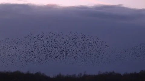 Flock of starlings flying in the evening light England UK 4K 스톡 동영상 120248317