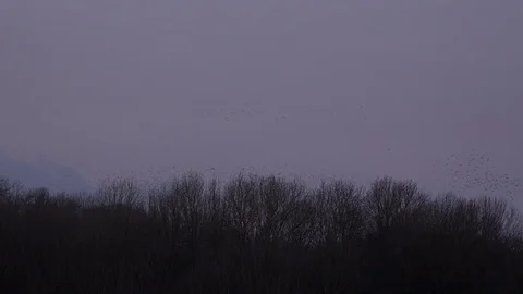 Flock of starlings flying in the evening light England UK 4K Video stock 121383382