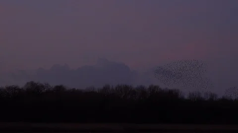 Flock of starlings flying in the evening light England UK 4K 스톡 동영상 121383876