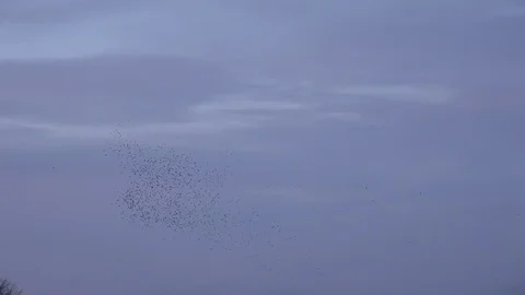 Flock of starlings flying in the evening light England UK 4K 스톡 동영상 121384345