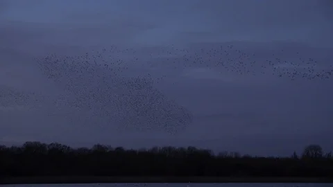 Flock of starlings flying in the evening light England UK 4K Stock Footage 121385977