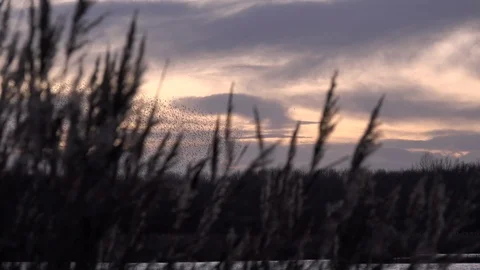 Flock of starlings flying in the evening light England UK 4K Stock Footage 121386106