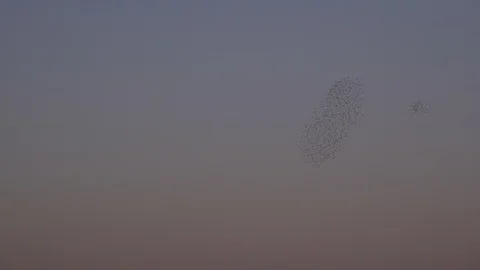 Flock of starlings flying in the evening light England UK 4K Video stock 121390307