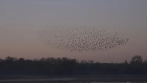 Flock of starlings flying in the evening light England UK 4K 库存影片 121390720