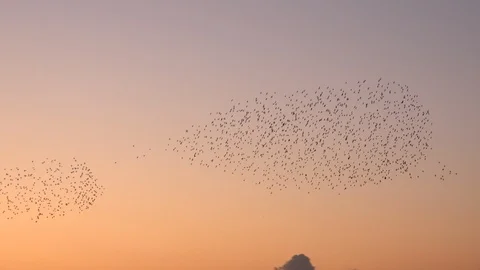 Flock of starlings flying in the evening light England UK 4K Stock Footage 121390829