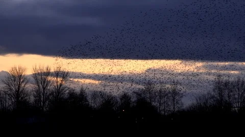 Flock of starlings flying in the evening light England UK 4K 스톡 동영상 122371677