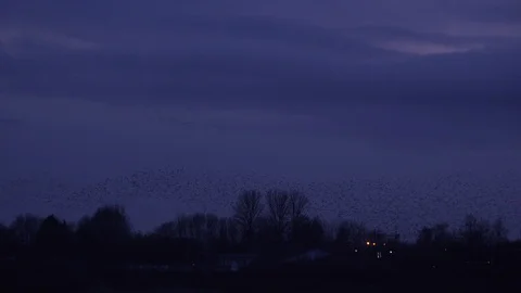 Flock of starlings flying in the evening light England UK 4K Vídeos de archivo 122372556