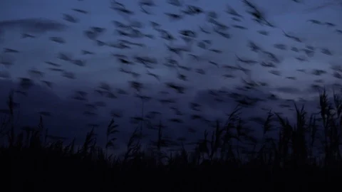 Flock of starlings flying in the evening light England UK 4K Stock Footage