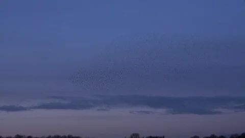 Flock of starlings flying in the evening light England UK 4K 스톡 동영상 122379497