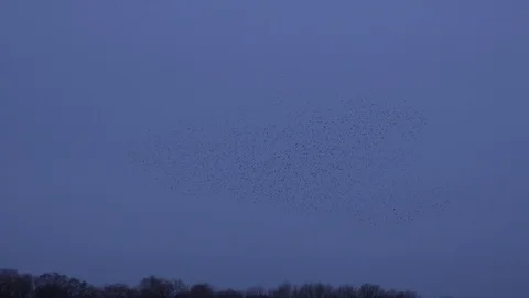 Flock of starlings flying in the evening light England UK 4K Vidéo 122381685