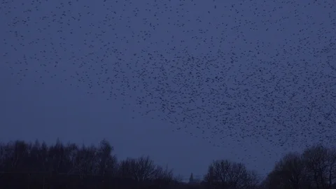 Flock of starlings flying in the evening light England UK 4K Vídeos de archivo 122382101