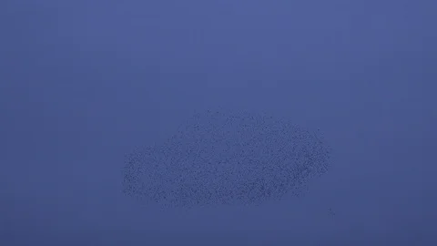 Flock of starlings flying in the evening light England UK 4K Vídeos de archivo 122383130