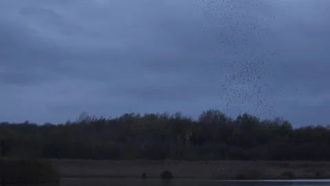 Flock of starlings flying in the evening light England UK 4K 库存影片 143294110