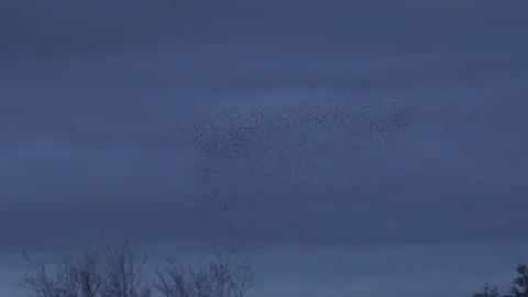 Flock of starlings flying in the evening light England UK 4K Stock Footage 143300113