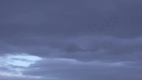 Flock of starlings flying in the evening light England UK 4K Stock Footage 143304682