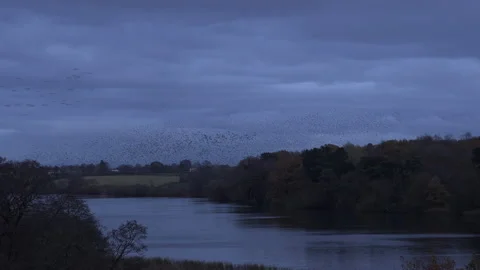 Flock of starlings flying in the evening light England UK 4K Stock Footage 143305066
