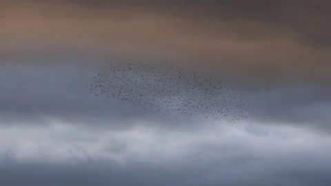 Flock of starlings flying in the evening light England UK 4K Vídeos de archivo 143407933