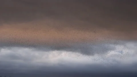 Flock of starlings flying in the evening light England UK 4K 스톡 동영상 143412952