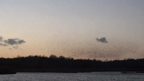 Flock of starlings flying in the evening light England UK 4K Vidéo 143551853