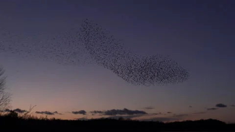 Flock of starlings flying in the evening light England UK 4K Video stock 147974267