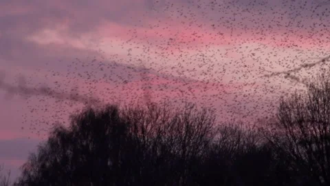 Flock of starlings flying in the evening light England UK 4K Stock Footage 147982129