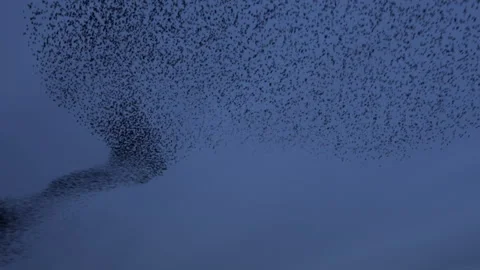 Flock of starlings flying in the evening light England UK 4K Stock Footage 147983505